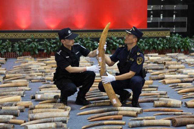 7.48吨！我国海关破获近年来最大规模象牙走私案