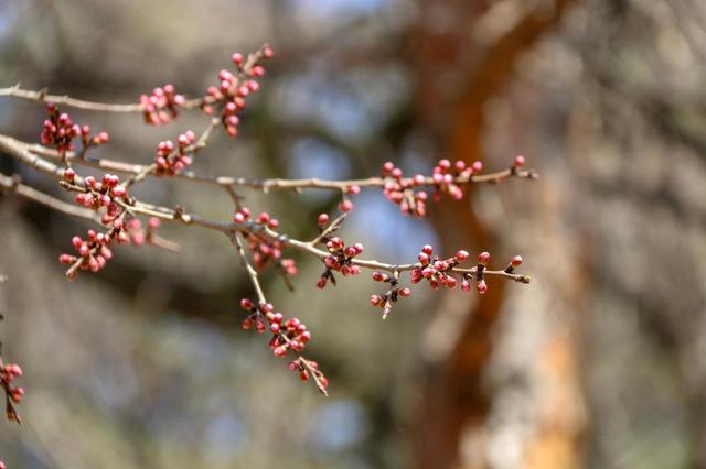 气温“过山车”即将发车 周四“登顶”！