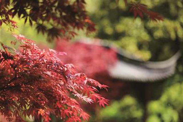 红枫也会开花？栖霞山春红枫进入观赏期