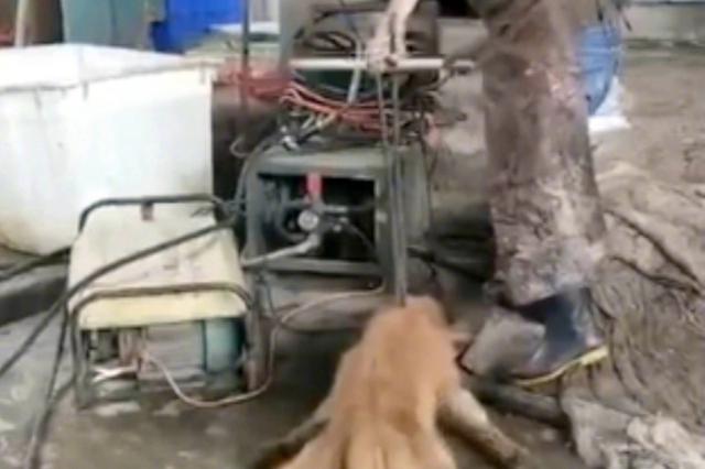 江苏毒狗案16名被告人被判刑 公益索赔560余万