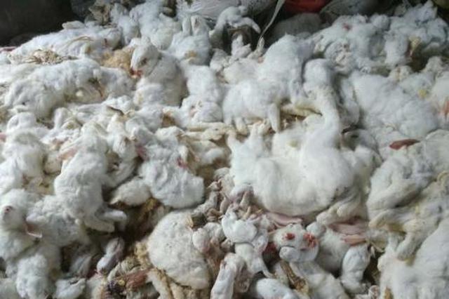 村民翻盖新房放炮庆祝 吓死邻家万余只兔子被判赔44万