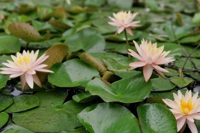 2018江苏环境状况成绩单发布，全省PM2.5年均浓度下降2%