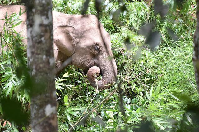 西双版纳8天内连发4起野象伤人事件 已致3人死亡