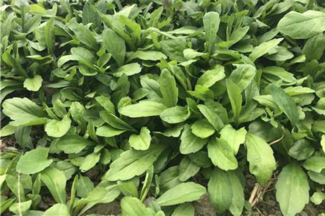 江苏上月CPI同比涨2.7% 鲜菜价格涨幅有所回落