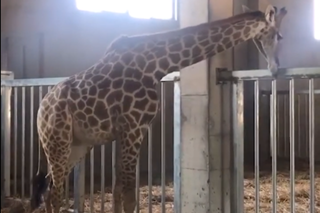 金牛湖野生动物园小长颈鹿骨折 园方网络求助确定手术方案