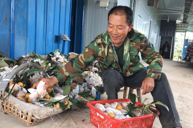 一颗车厘子等于一个鸡蛋 今年水果为什么那么贵？