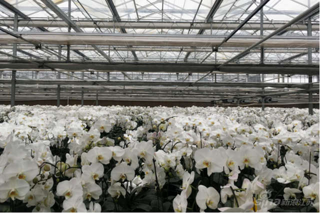 台胞点赞淮安101%优质服务：多的1%让我们感动