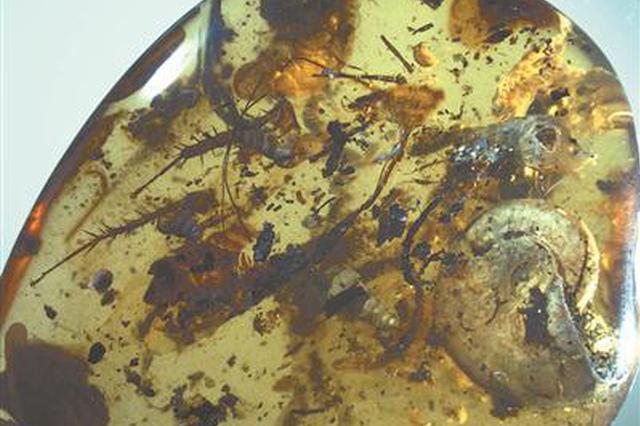 南京古生物所发现菊石琥珀 揭秘亿年前热带海滨生态环境