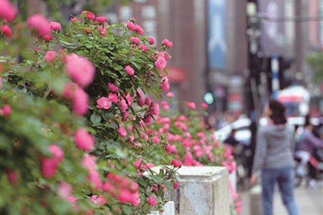 南京今年实施8个方面613个项目精细化建设