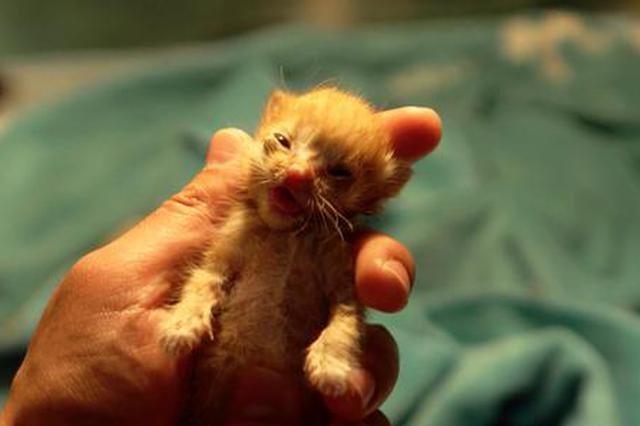 没有一句旁白 仍然催泪：宠物版《人间世》教你学会告别