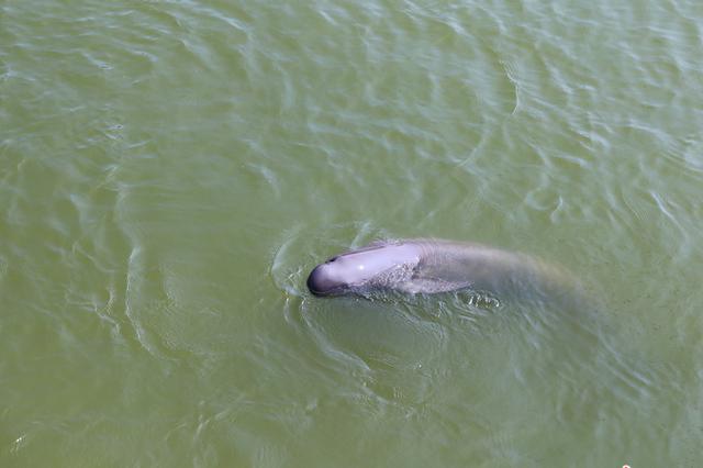 有人“抱举江豚”拍照，还发朋友圈？真相很暖心