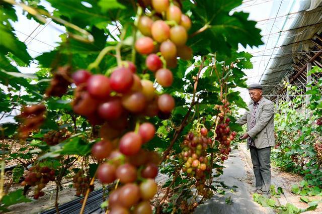 水果涨价产地追踪：“去年倒春寒让苹果减产30%”