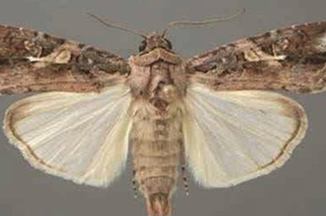 危害巨大的“幺蛾子”入侵江苏 宜兴、溧阳等地发现草地贪夜蛾