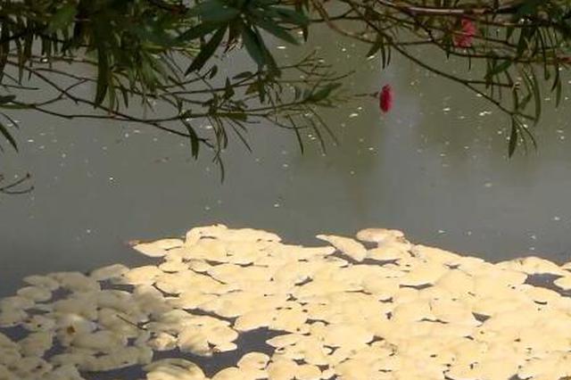 长江排污口排查从泰州试点向江苏全省铺开