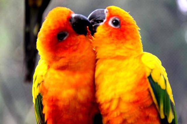 羡慕啊 看大自然鸟儿的“罗曼史”