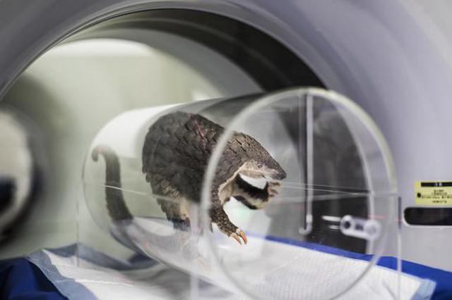 中华穿山甲功能性灭绝之争：从常见物种到极度濒危