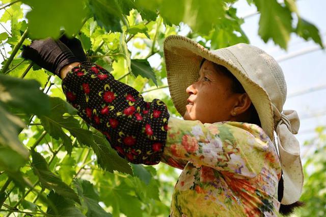 江苏多举措聚焦金融支持乡村振兴