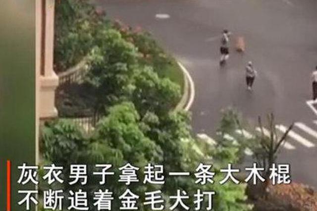 男子为狗报仇打死金毛犬被刑拘，双方都未牵绳如何划定责任？