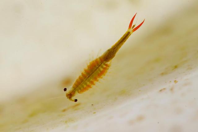 连云港发现史前物种仙女虾 有着两亿多年存在历史