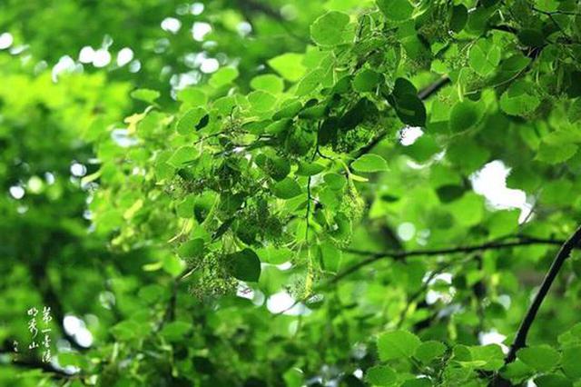 招蜂引蝶甜如蜜 栖霞山糯米椴开花啦