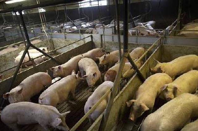 非洲猪瘟疫情有瞒报？农业农村部：正逐一核查零容忍