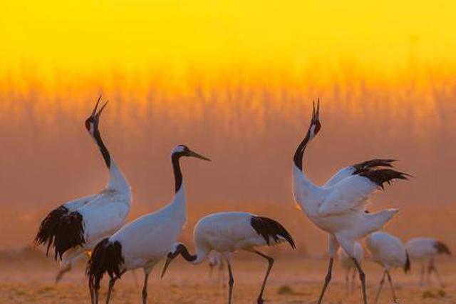 中国黄（渤）海候鸟栖息地（第一期）入选世界遗产