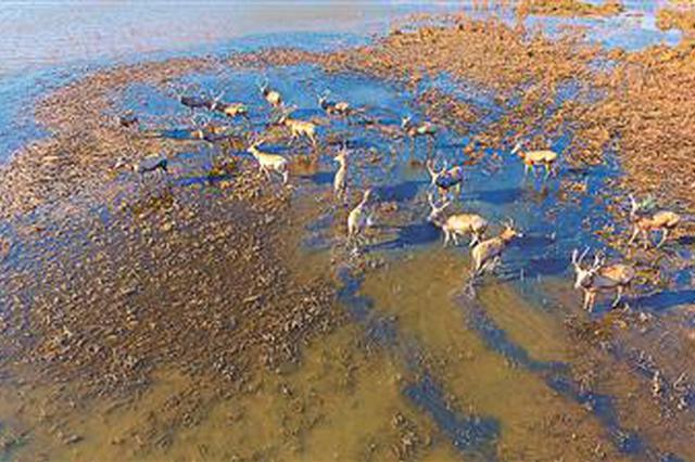 江苏盐城湿地申遗成功 填补我国滨海湿地类型遗产空白