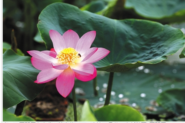 圆明园沉睡百年古莲复活盛开 咋被唤醒的(图)