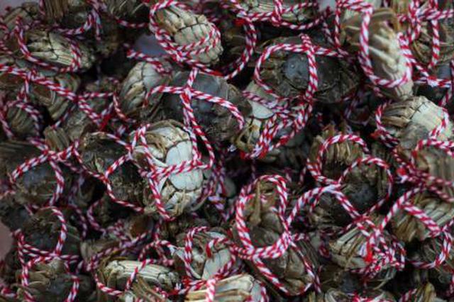 大闸蟹再被通缉！入侵纽约哈德逊河 威胁水域生态