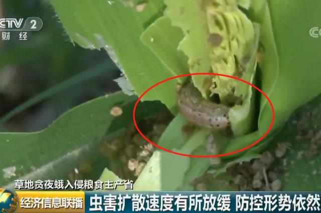 “行军虫”入侵我国20个省市 一只幼虫毁一株玉米