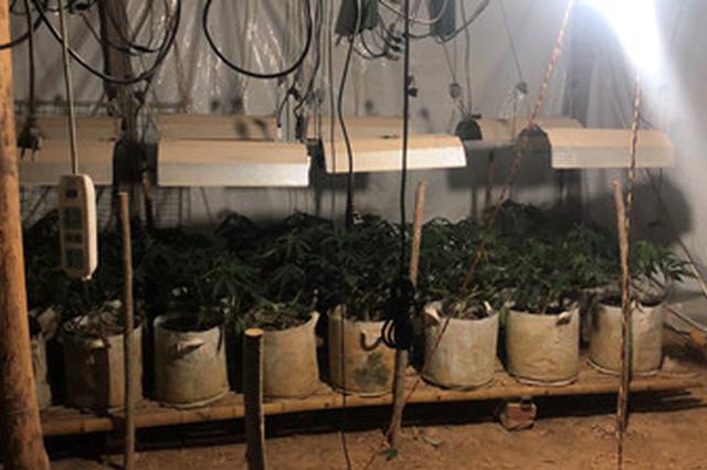 男子租养牛场自学大麻种植技术 在社交平台售卖