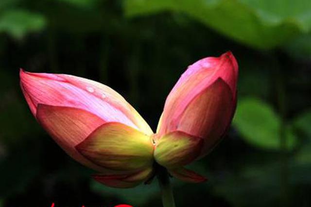 周恩来纪念馆内一株并蒂莲含苞欲放 10万株才偶见一株