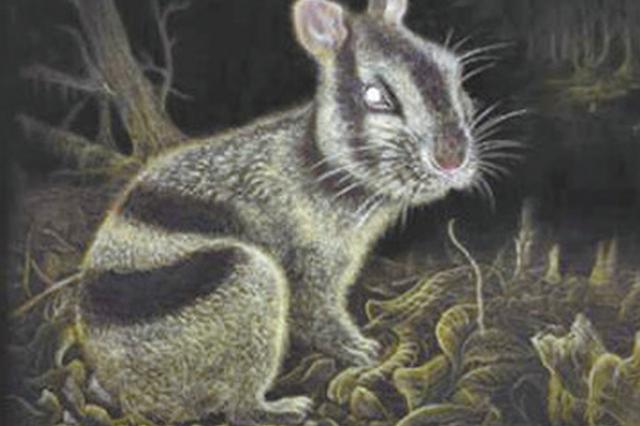 年龄600万年 云南昭通发现条纹兔化石