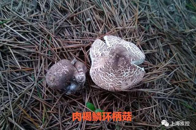 又有2名女子采食野蘑菇中毒 一人意识恍惚出现肝脏衰竭症状