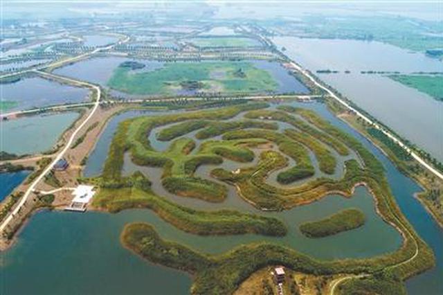 航拍淮安白马湖国家湿地公园芦苇迷宫