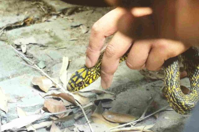 狩猎野生蛇超20条将追究刑责！这对夫妻捉了一麻袋