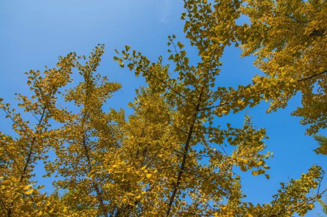 反腐英雄之女失踪30年 骸骨鉴定结果非人骨