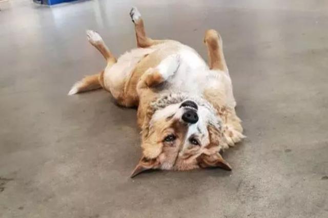 散步被四只狗追摔成十级伤残 男子把公园告上法庭