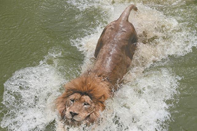 图文：“大暑”节气江苏各地迎高温 动物园狮子戏水