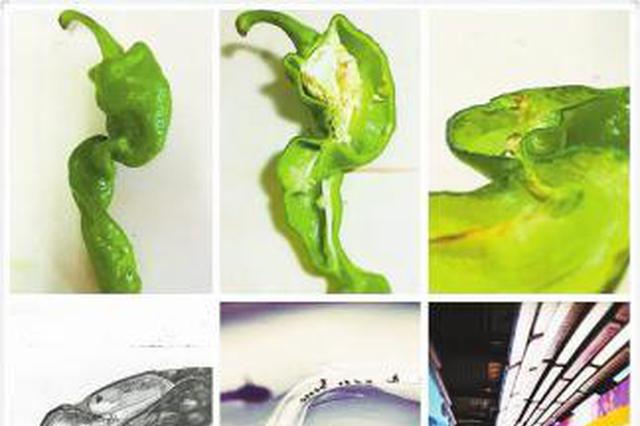 建筑专业女生视觉笔记手绘5年大学生活