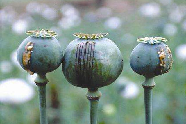 老板夫妻为招揽回头客面条中加罂粟 双双被判刑