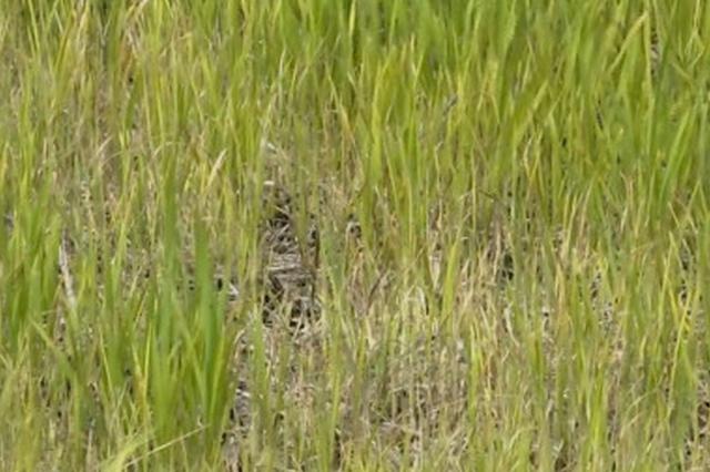 江苏水利厅:努力确保苏北群众不受影响、全省旱情不形成旱灾