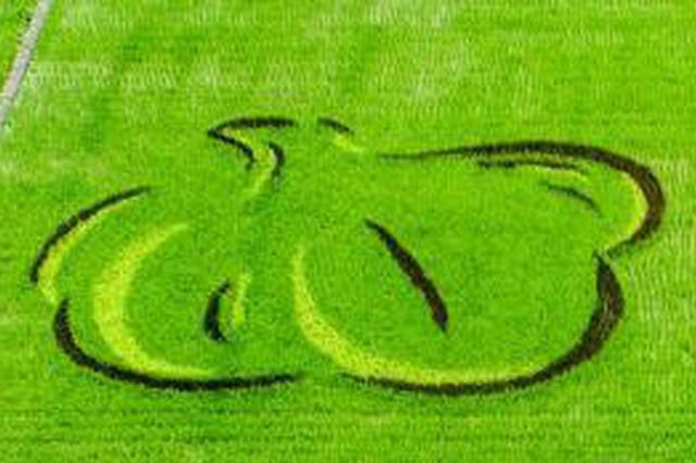 去年卖3元多的大蒜 今年为何涨到8元