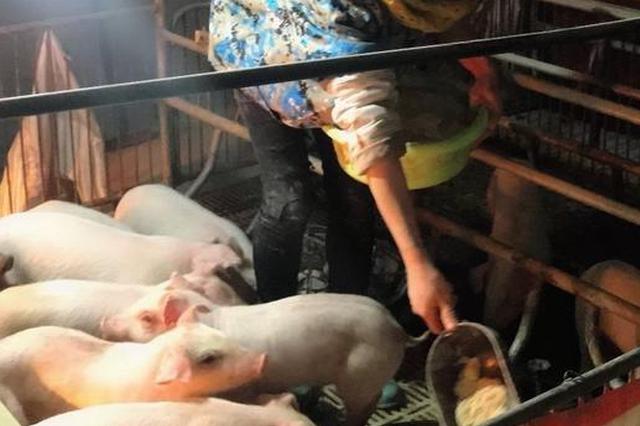 果菜肉蛋 这些食品价格走势如何？