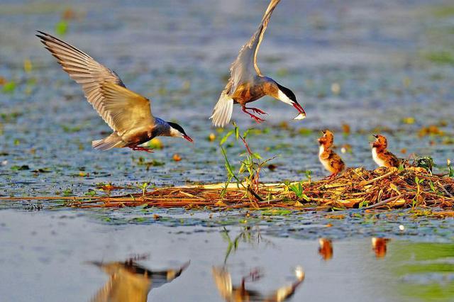 禁猎区内捕捉野生鸟类 海南两男子获刑