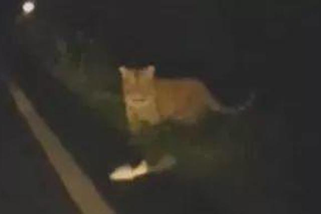 惊险！市民夜间乘出租车遇东北虎，野生的！