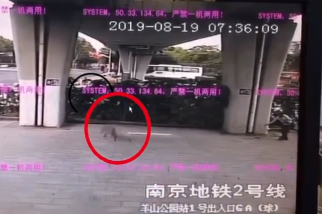 野猪闯进南京地铁站被吓跑 网友：这只猪我认识