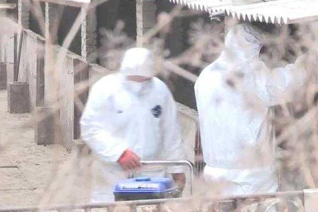 偷卖患非洲猪瘟生猪引发疫情 男子获刑两年九个月