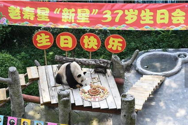 世界现存最年长大熊猫迎来37岁生日