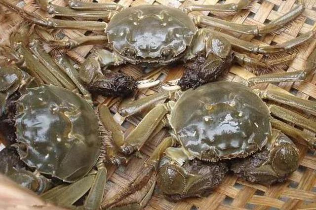 阳澄湖大闸蟹开捕时间定了：今年开捕节暂定在9月23日